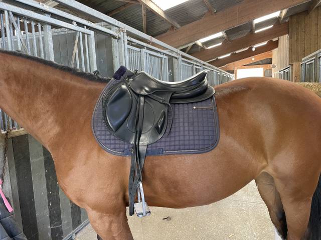 Sella da salto ostacoli Antarès  17.5" - 2021