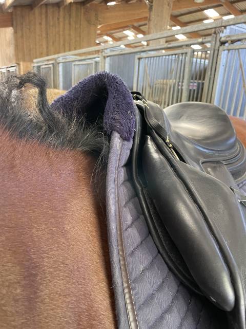 Sella da salto ostacoli Antarès  17.5" - 2021