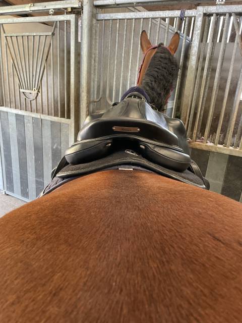 Sella da salto ostacoli Antarès  17.5" - 2021