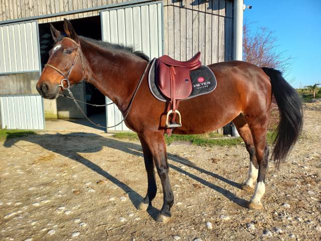 Sella da dressage Meyer Dressage  17.5" - 2024