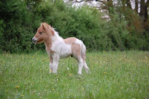 Puledro Shetland In vendita 2025 Pezzato ,  JACKPOT BRYARD