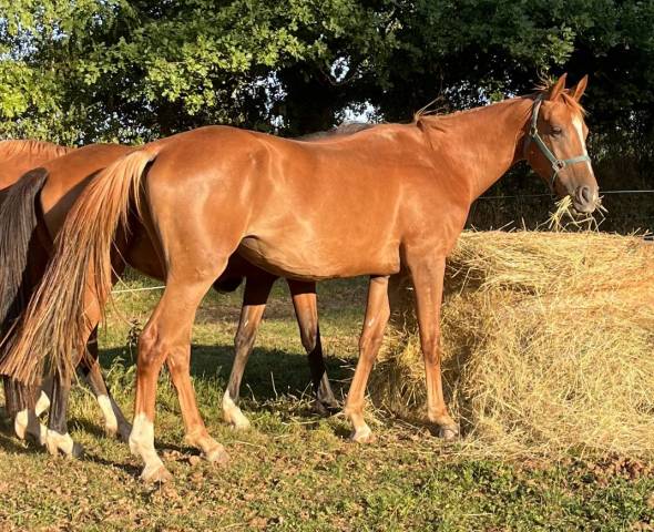 Cavalla Sella Francese In vendita 2020 Sauro ,  ernest