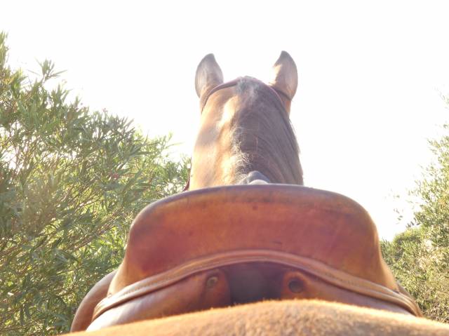 Sella da cross Henri de Rivel  16.5" - 2004