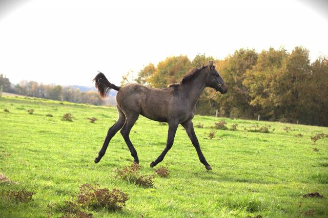Puledro Sella Francese In vendita 2025 Grigio ,  Corland Z