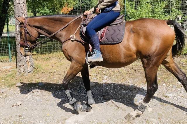 Sella da salto ostacoli Devoucoux  17.5" - 2021