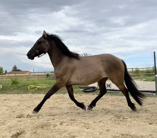 Castrone PFS Pony Francese da Sella In vendita 2022 Grullo ,  HOLLISTER DU PLANTEY