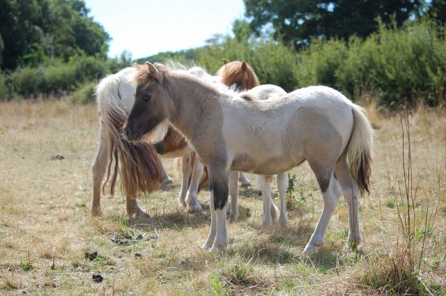 Cavalla Shetland In vendita 2025 Roano ,  MADE IN BRYARD