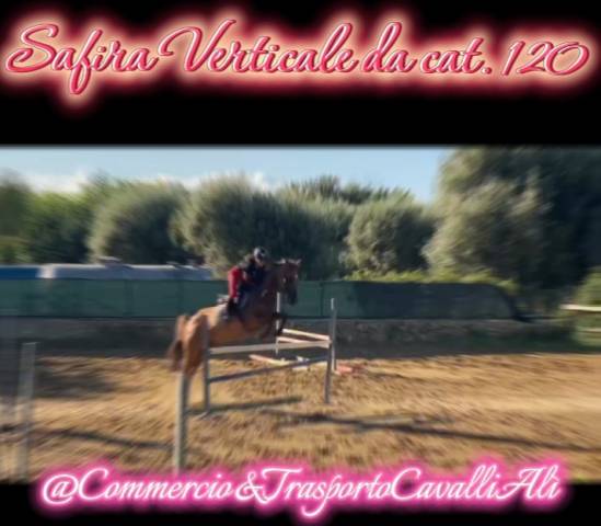 Pony Francese Sportiva da Salto 