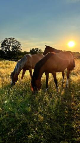 Elevage des Musardes  