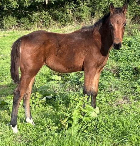 Puledro Sella Francese In vendita 2025 Baio