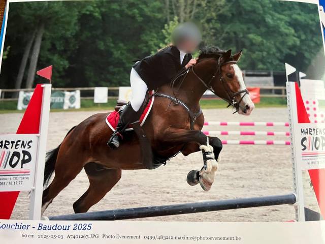 Castrone sBs Cavallo da Sport Belgio In vendita 2020 Baio ,  Hamilton du chapitre (R.O)