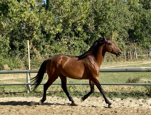 Intero Lusitano In vendita 2022 Baio ,  Berlioz du Castel