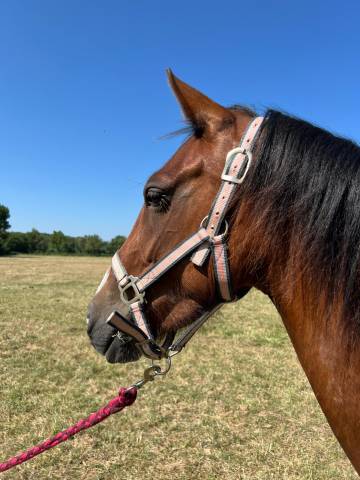Cavalla PFS Pony Francese da Sella In vendita 2022 Baio