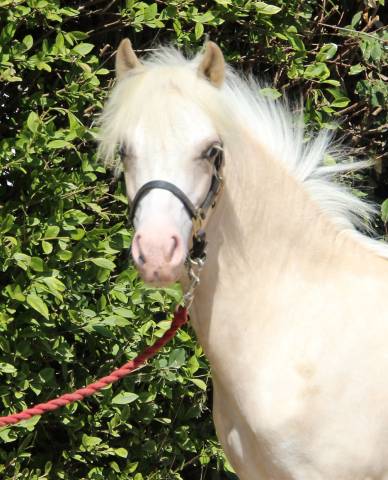 Puledro Welsh Poney (Sezione A) In vendita 2024 Palomino ,  CANNENBURGH'S JAAP