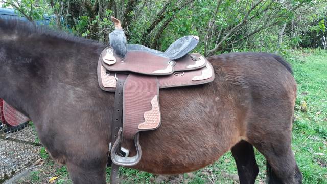 Sella western   16.5" - 2010