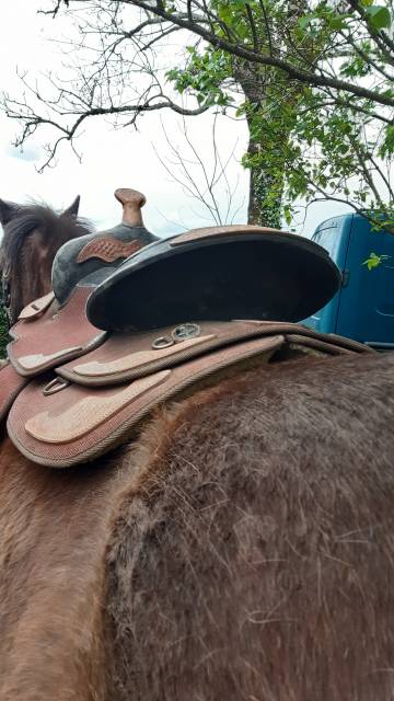 Sella western   16.5" - 2010