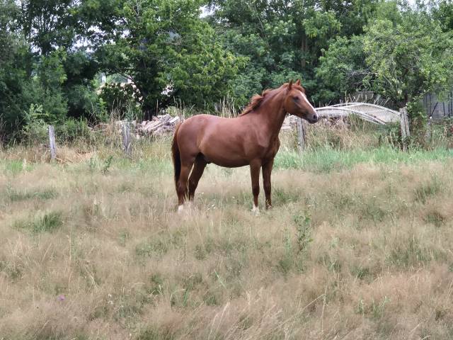 Castrone PFS Pony Francese da Sella In vendita 2023 Sauro ,  Jingle star kerveyer