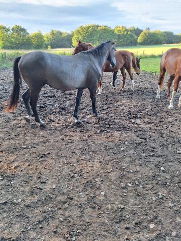 Castrone BWP Cavallo da Sangue Belgio In vendita 2023 Grigio ,  Colorit z 