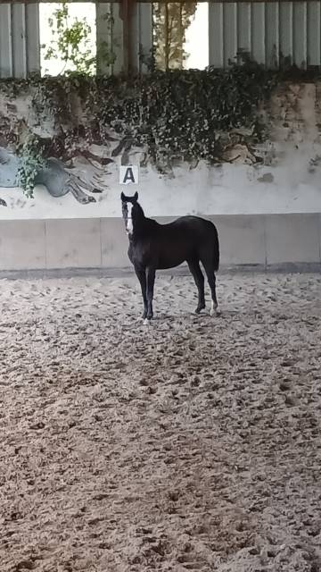 Castrone Sella Francese In vendita 2022 Nero ,  James bond d'azur