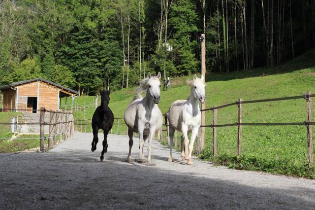 Proprietà equestre In vendita Ain