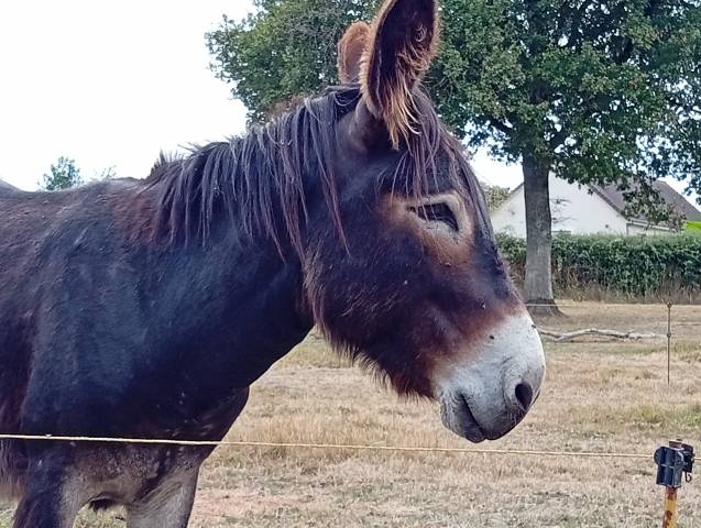 Asno Bourbonnais In vendita 2019 Roano
