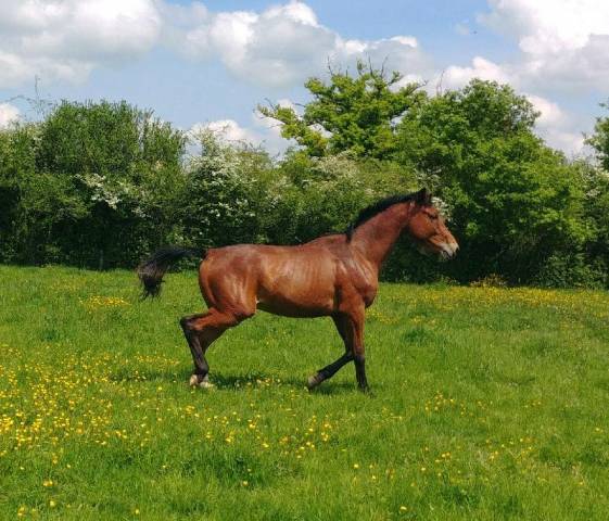 Intero Sella Francese In vendita 2023 Baio ,  DOLLAR DELA PIERRE