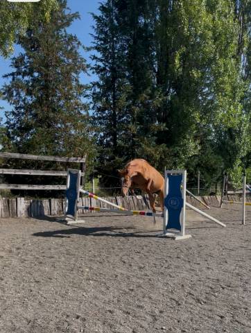 Cavalla sBs Cavallo da Sport Belgio In vendita 2022 Sauro ,  Matisse de mariposa