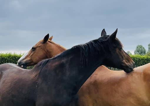 Haras Prynn 
