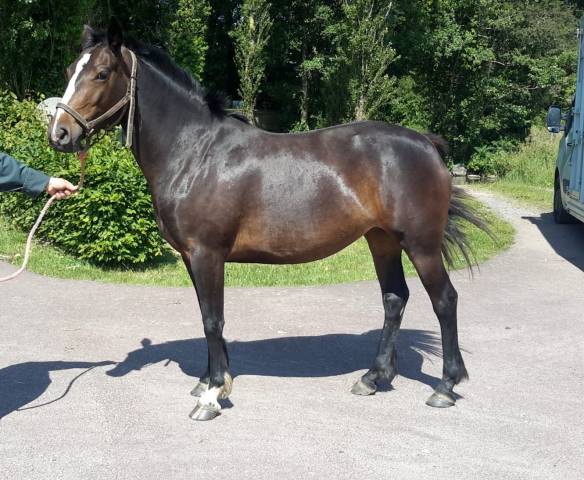 Cavalla PFS Pony Francese da Sella In vendita 2022 Baio ,   OPPLALA ST HYMER