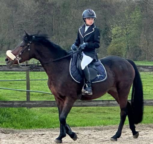 Cavalla Connemara In vendita 2012 Baio