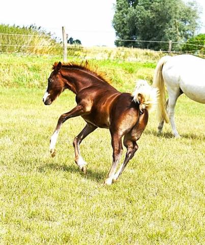 Puledro PFS Pony Francese da Sella In vendita 2025 Sauro ,  Goliath Van de Groenweg