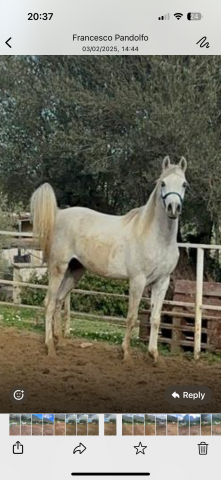 Puledrone puro sangue arabo (figlio di shangai ea)