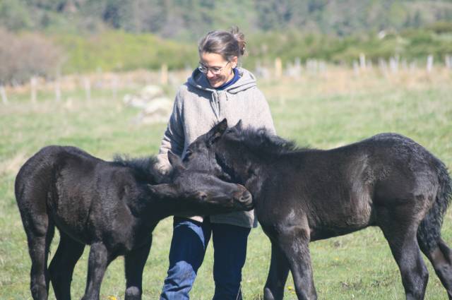 Puledro Mérens In vendita 2025 Nero