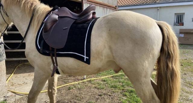 Sella da dressage Erreplus Vittoria 17" - 2022