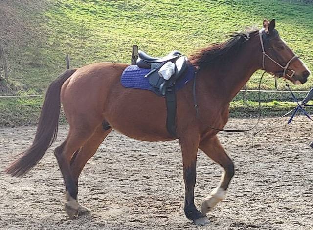 Sella mista Equip'Horse  18" - 2023