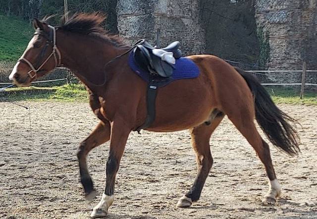 Sella mista Equip'Horse  18" - 2023