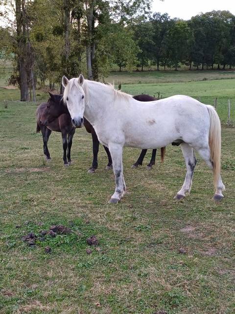 Stallone New Forest In vendita 2005 Grigio ,  Lidjal du garon