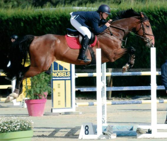 Castrone sBs Cavallo da Sport Belgio In vendita 2012 Baio scuro ,  quody