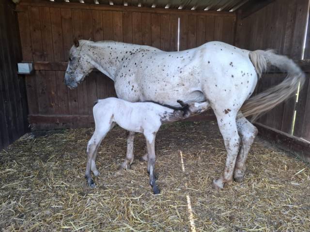 Puledra Appaloosa In vendita 2025 Isabella ,  Makee Cream Illusion