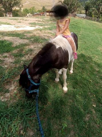 Pony castrone
