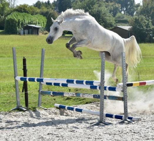 Castrone Zangersheide In vendita 2022 Grigio