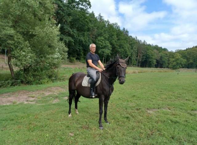 Jument de sport hanovrien 
