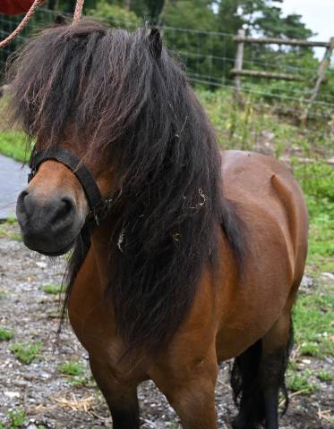 Castrone Shetland In vendita 2016 Baio
