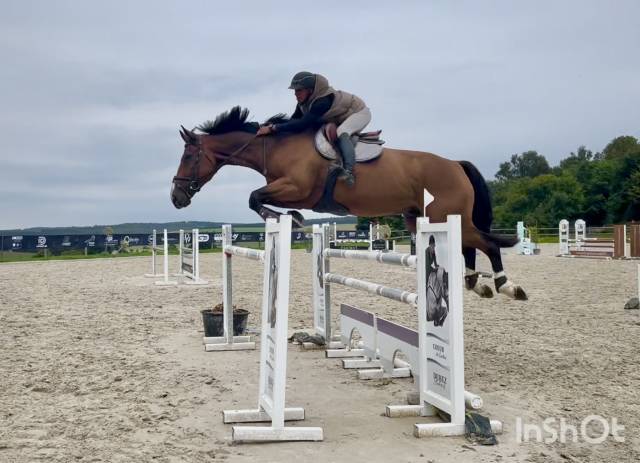 Castrone sBs Cavallo da Sport Belgio In vendita 2016 Baio