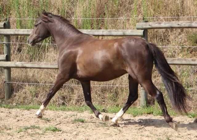 Castrone Welsh Poney (Sezione B) In vendita 2022 Nero ,  HILIN PRINCE RONDO
