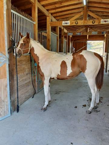 Puledra paint horse