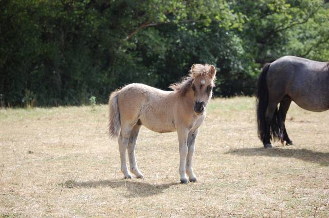 Puledro Shetland In vendita 2025 Grullo ,  Artaban des Cles