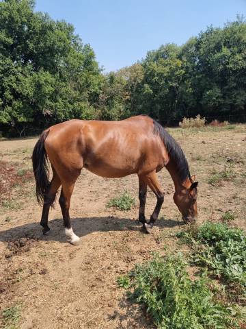 Cavalla Purosangue In vendita 2019 Baio