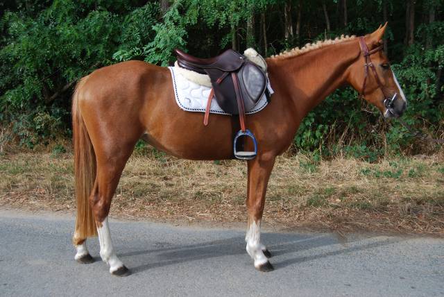 Cavalla PFS Pony Francese da Sella In vendita 2022 Crine lavato ,  Karacho Buiss