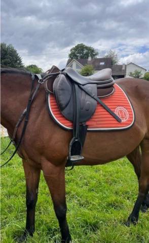 Sella da salto ostacoli GBS  17.5" - 2014